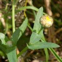 Corn Marigold